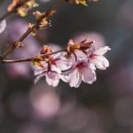 鑫沙娱乐城:探索多元化娱乐体验的理想选择 4lbyav