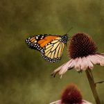 CJ比赛直播现场直击,精彩对决不容错过! c240qm1