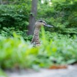 CNN在线直播:全球新闻实时追踪与深度解析 kr8vipt