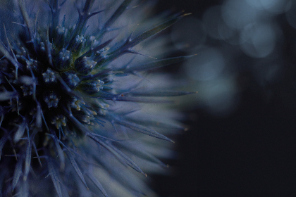 金麒麟娱乐：探索多元化娱乐体验的新选择