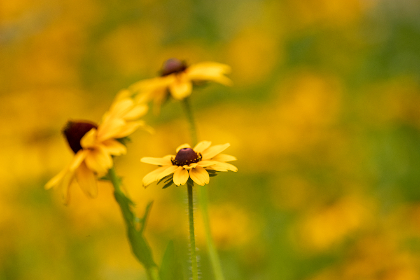 CSGO实时比分直播：全球顶尖赛事即刻掌握